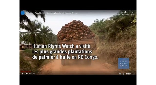 RD Congo : Travail à risque dans des plantations de palmier à huile