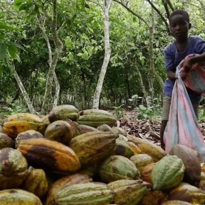 Cacao - Travail des enfants