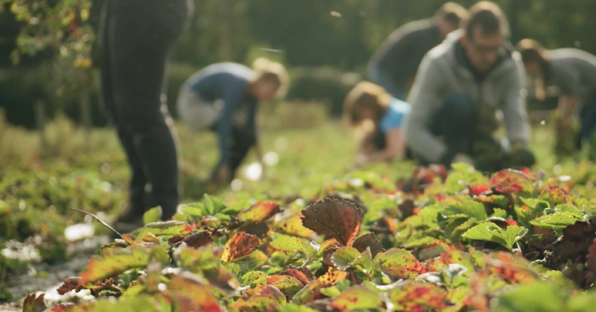 Ferme pratiquant l'agroécologie près de Louvain