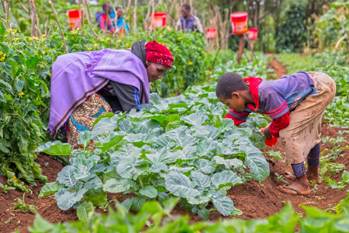 L'agroécologie : la voie pour un modèle agricole durable, résilient et juste
