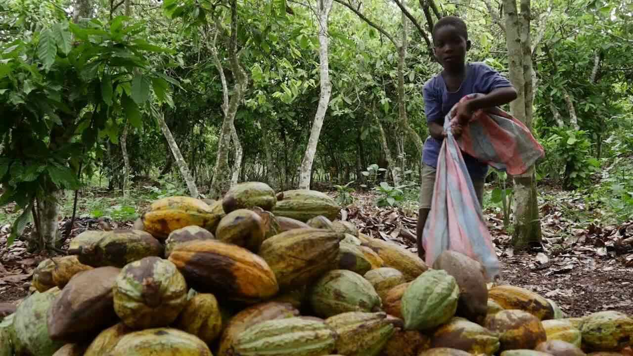 Cacao - Travail des enfants