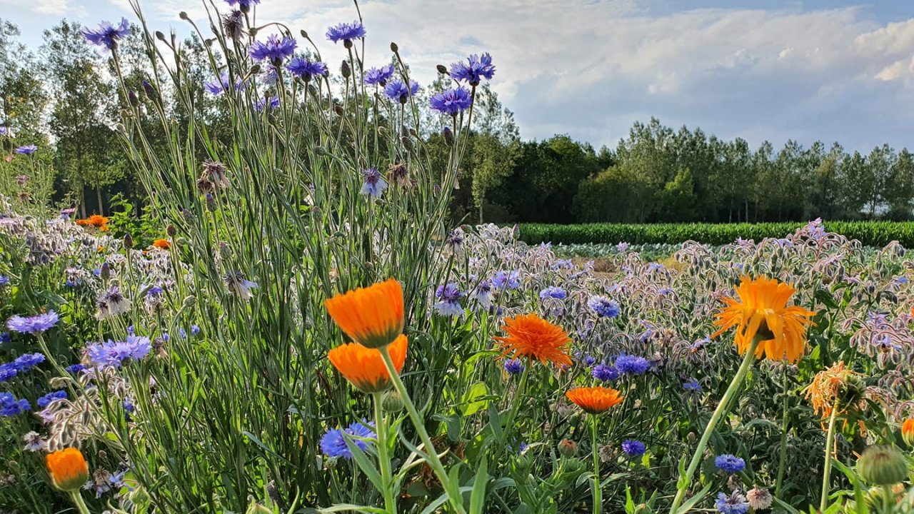 Balade découverte à vélo de quelques producteurs bio de la région de Tournai