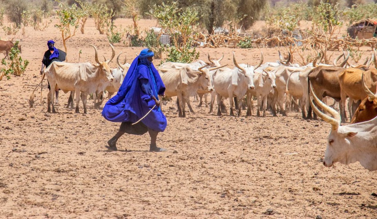 Une catastrophe silencieuse débrousse le Sahel
