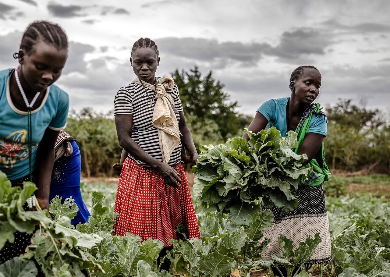 Ouganda. Des femmes récoltent.
