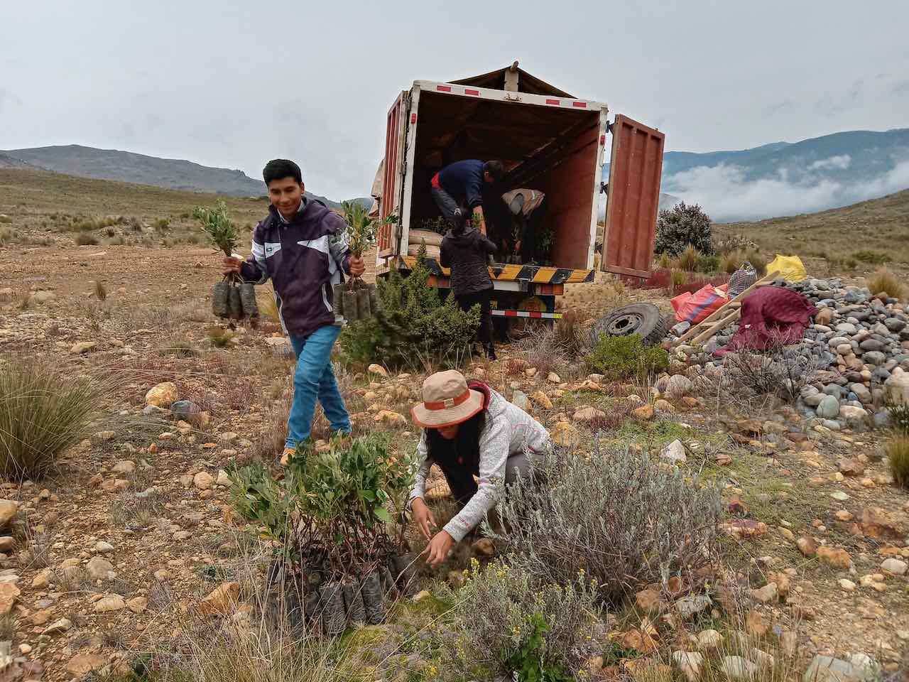 Andes péruviennes. Plantation d'arbres près de la lagune Tuctu